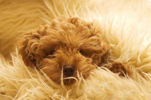 迷你贵宾犬有哪些品种?最常见的就是这几种