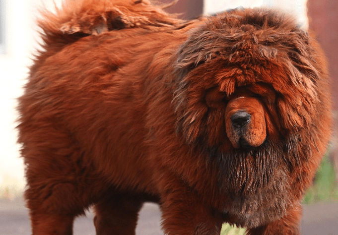 十大忠诚的狗排名,上榜的都有哪些