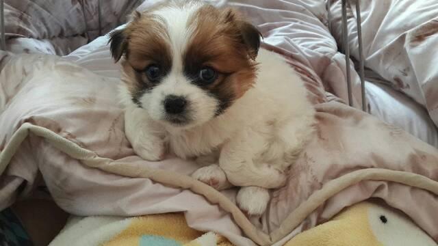 幼犬不吃狗粮怎么办？先找原因再想办法