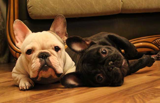 波士顿梗和法斗哪个贵?果真是一分钱一分货啊