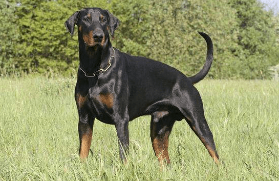 杜宾犬训练方法，优秀的宠主还不学起来？