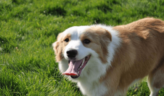 边境牧羊犬掉不掉毛？多少肯定会掉一些的