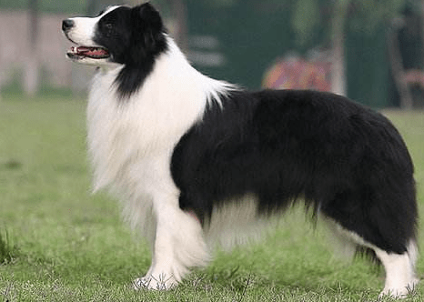 边境牧羊犬会不会看家？看完这些你应该就会明白