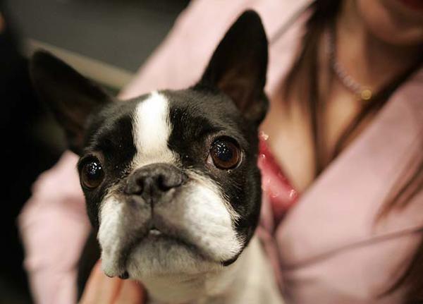 波士顿梗和法斗哪个贵?果真是一分钱一分货啊