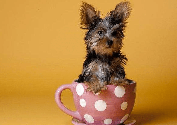 茶杯犬能长多大?比茶杯大一点吗