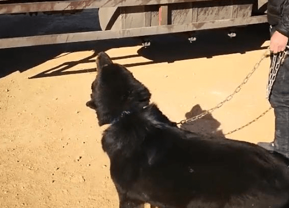 藏獒见到老虎的反应,你猜猜谁秒怂