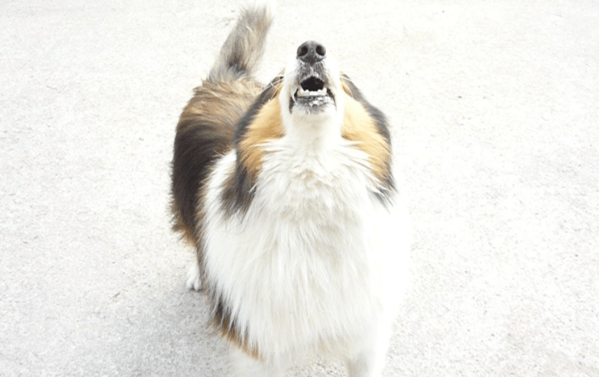 狗学狼叫怎么回事? 其实都是在表达