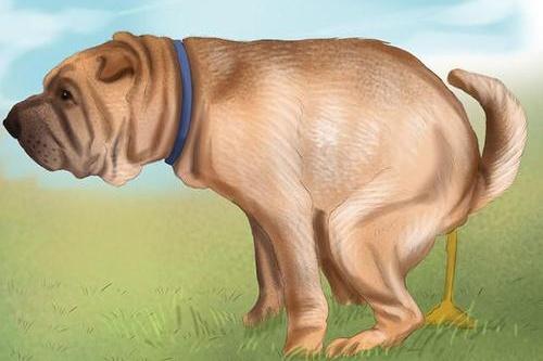 狗狗有点拉稀怎么办？别瞎搞，一定要先找到原因