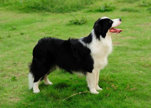 边境牧羊犬有多聪明?犬类智商排第一不是开玩笑的