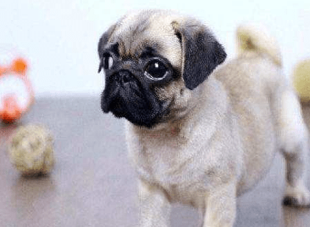 巴哥犬怎么看品相?这几点气质很重要