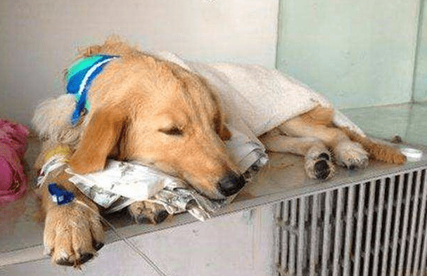 狗狗得胃炎怎么样?这些症状要分清楚了