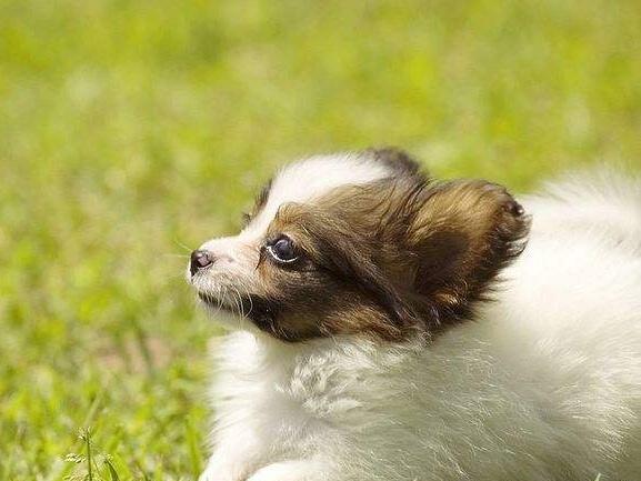 蝴蝶犬适合小孩养吗?看完这些自然就知道了