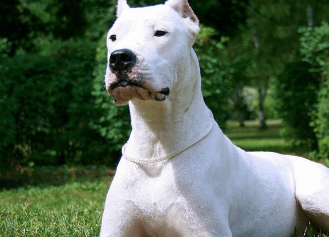 宠物可以出国旅游吗？出行攻略来看看