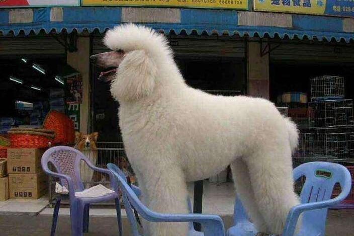 跟贵宾犬相似的犬有哪些？这几种像极了亲属