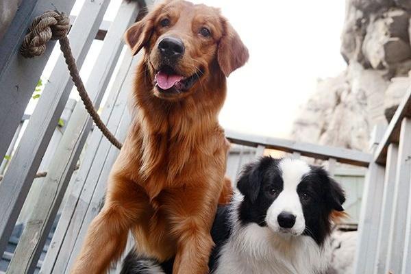 边境牧羊犬和金毛对比,由外至内全面对比下