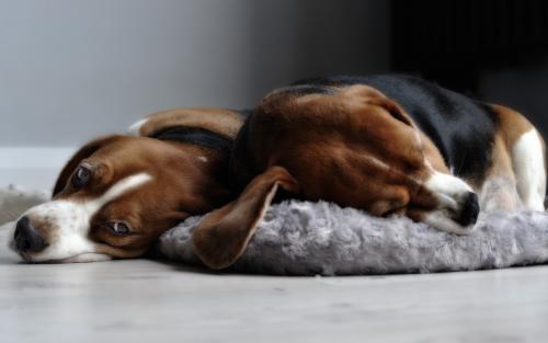 比格犬性格,资深养狗人的分析