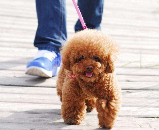 泰迪狗的禁忌,这些你有没有犯过?