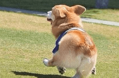 柯基犬一天喂几次,管好一日三餐足矣