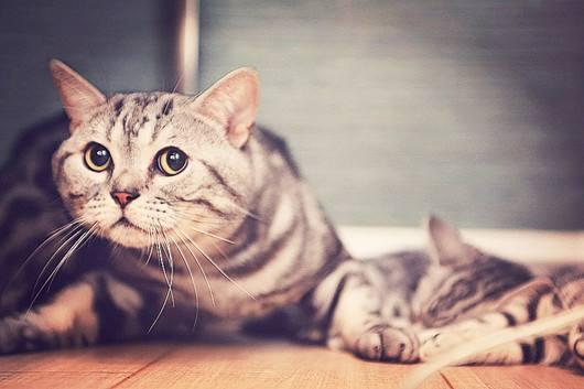 猫死了怎么处理?善始善终才是最好的归属