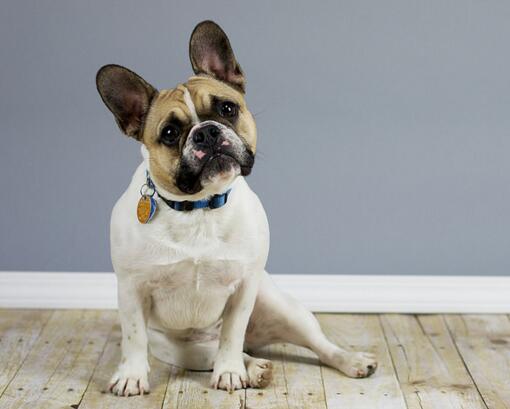 英国斗牛犬认主人吗,外表不代表性格