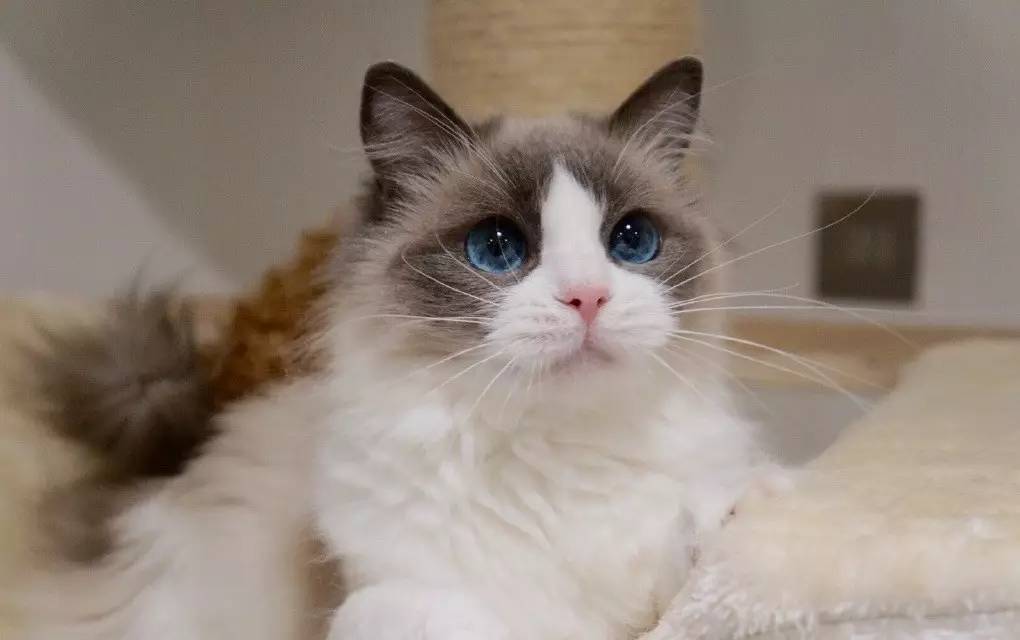 宠物猫品种图片大全,让你大开眼界