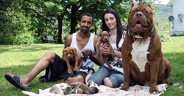 比特犬吃什么?长的猛不一定吃得多