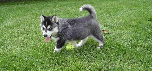 哈士奇粘人吗?下面这些情况符合你家的二哈