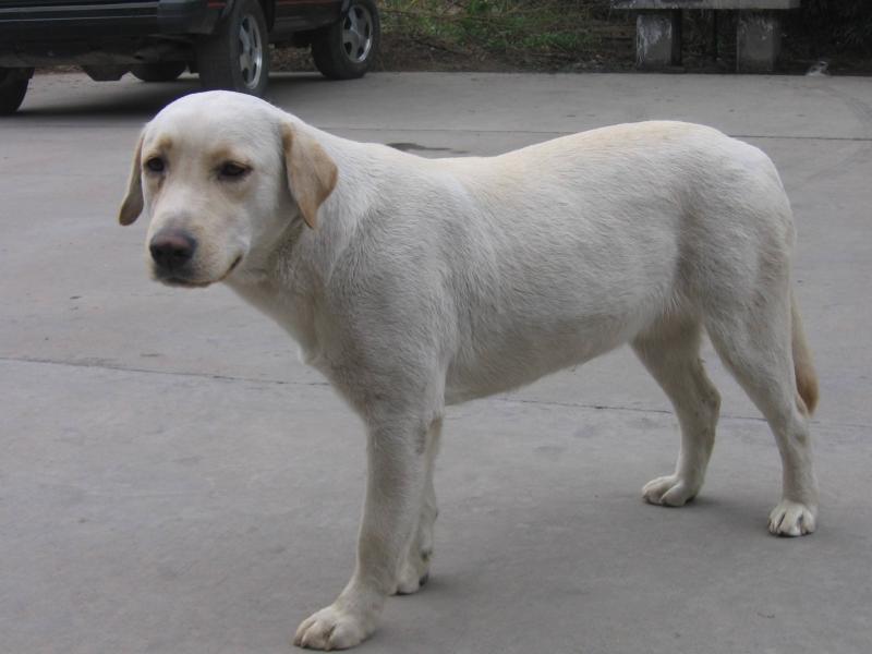 拉布拉多多大开始训练?实际上并没有时间的限制