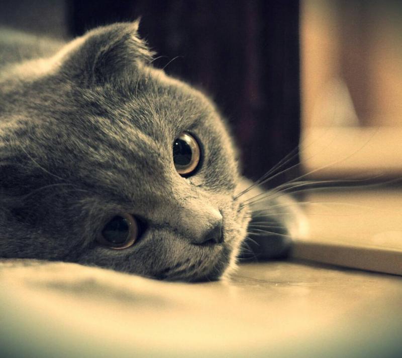 猫什么时候打疫苗？按年龄来的标准是这样的