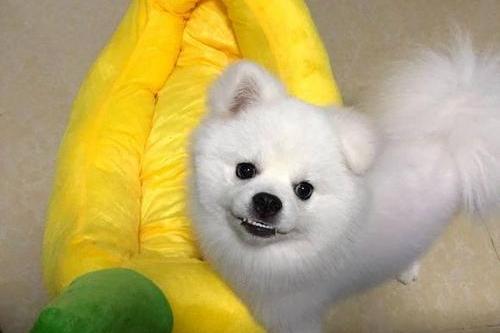 博美黑皮病前期症状，准确的判断很有必要