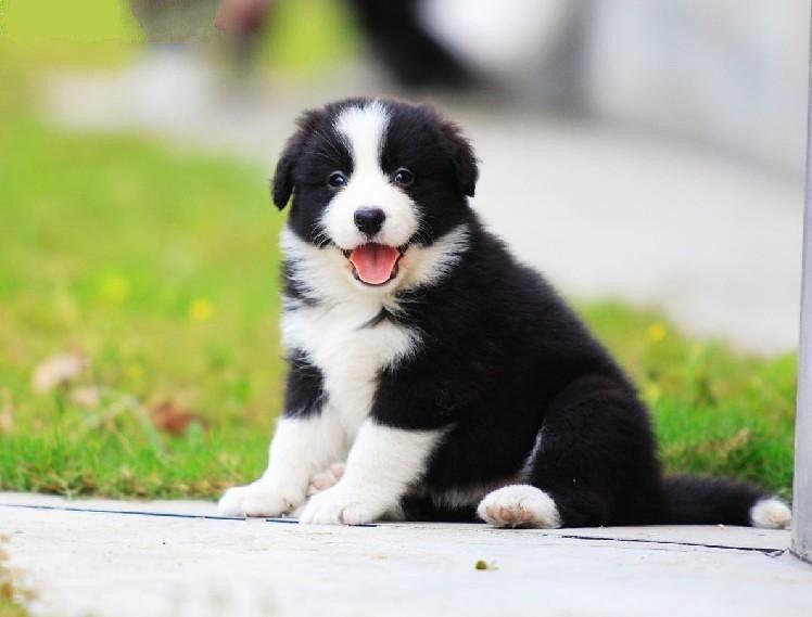 边牧把你当主人的表现?会有这几个特征