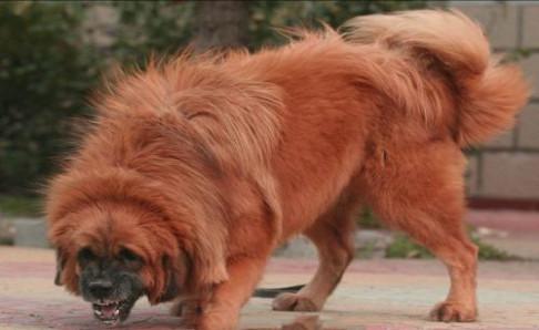 藏獒和比特谁厉害,要用事实数据说话