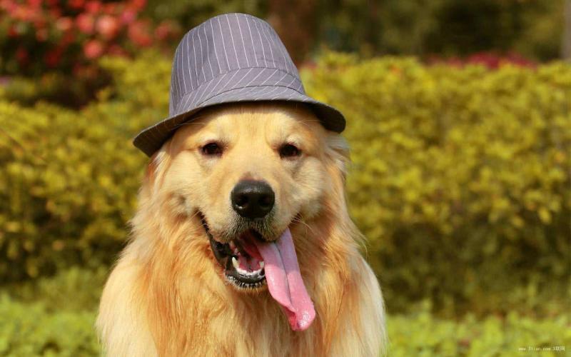 金毛是导盲犬吗?这是它们的荣光