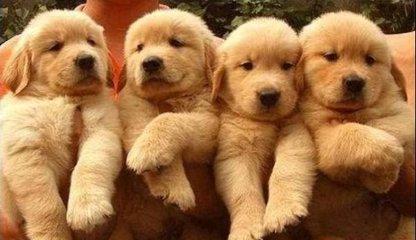 金毛犬不能吃什么?不能吃的坚决不能给