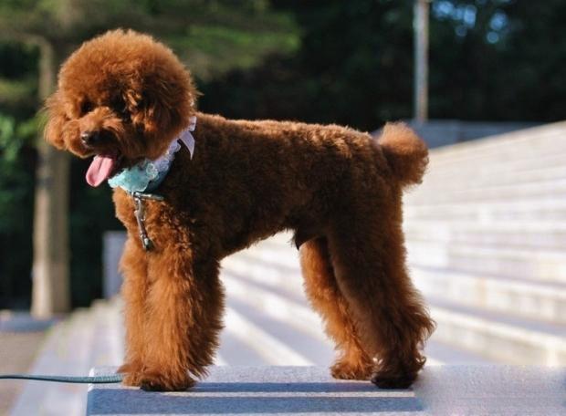 贵宾犬掉毛厉害吗?日常的护理很重要