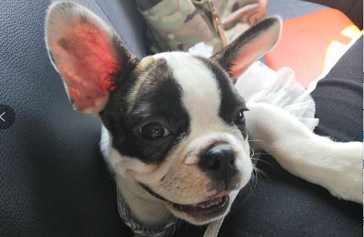 法国斗牛犬能活多久，陪伴多久还得靠你。