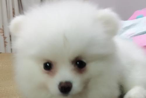 博美不吃狗粮可以吗？当然是不可以的