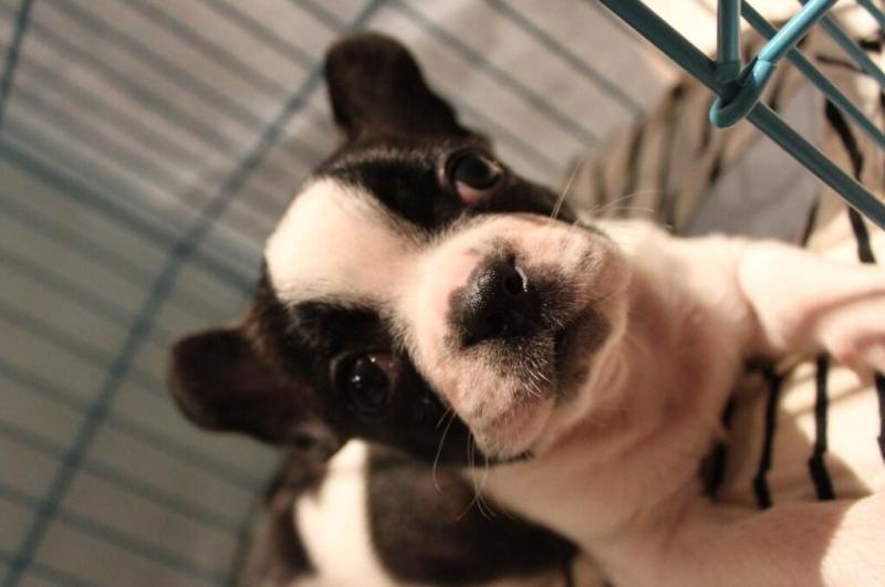 法国斗牛犬凶吗?看着凶不代表真凶