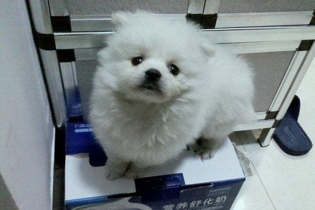 博美爱咬人怎么办?那就得好好训练管教一下