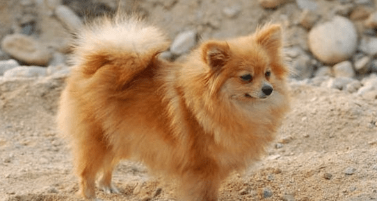 博美犬有几种颜色,你确定都了解?