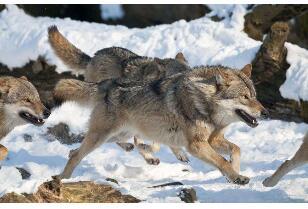 比特犬打得过狼吗？你肯定小看了它