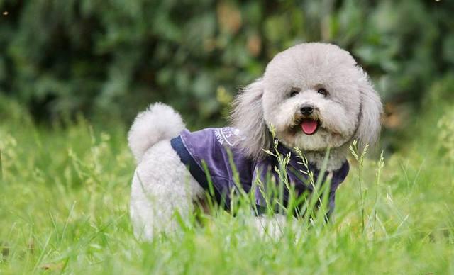 贵宾犬有哪几种类型的?常见的就是这几种