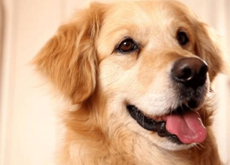 十大忠诚的狗排名,上榜的都有哪些