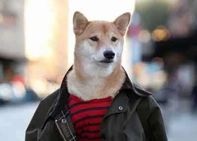 小狗狗的名字，就看你脑洞够不够大了