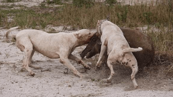 卡斯罗和杜高那个厉害，那就从这几个方面来对比