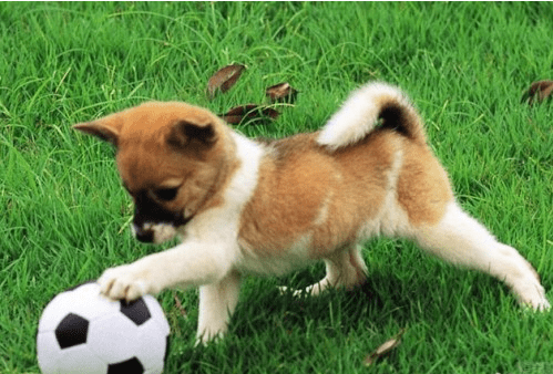 狗狗体内驱虫多久一次?一般是按这个时间点来