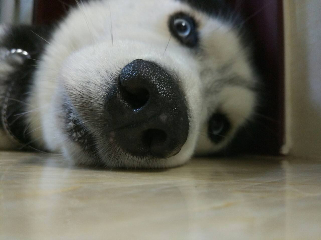 哈士奇搞笑图片，二哈称谓名不虚传