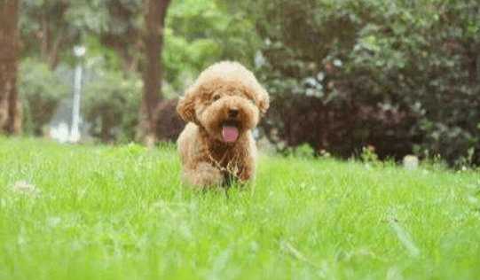 贵宾犬对主人忠诚吗?其实完全可以相信它们