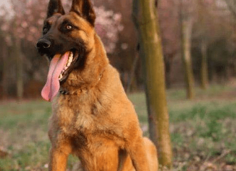 马犬看家护院怎么样?还是培养最重要