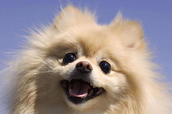 博美皮肤病要剃毛吗？一般的建议是这样的